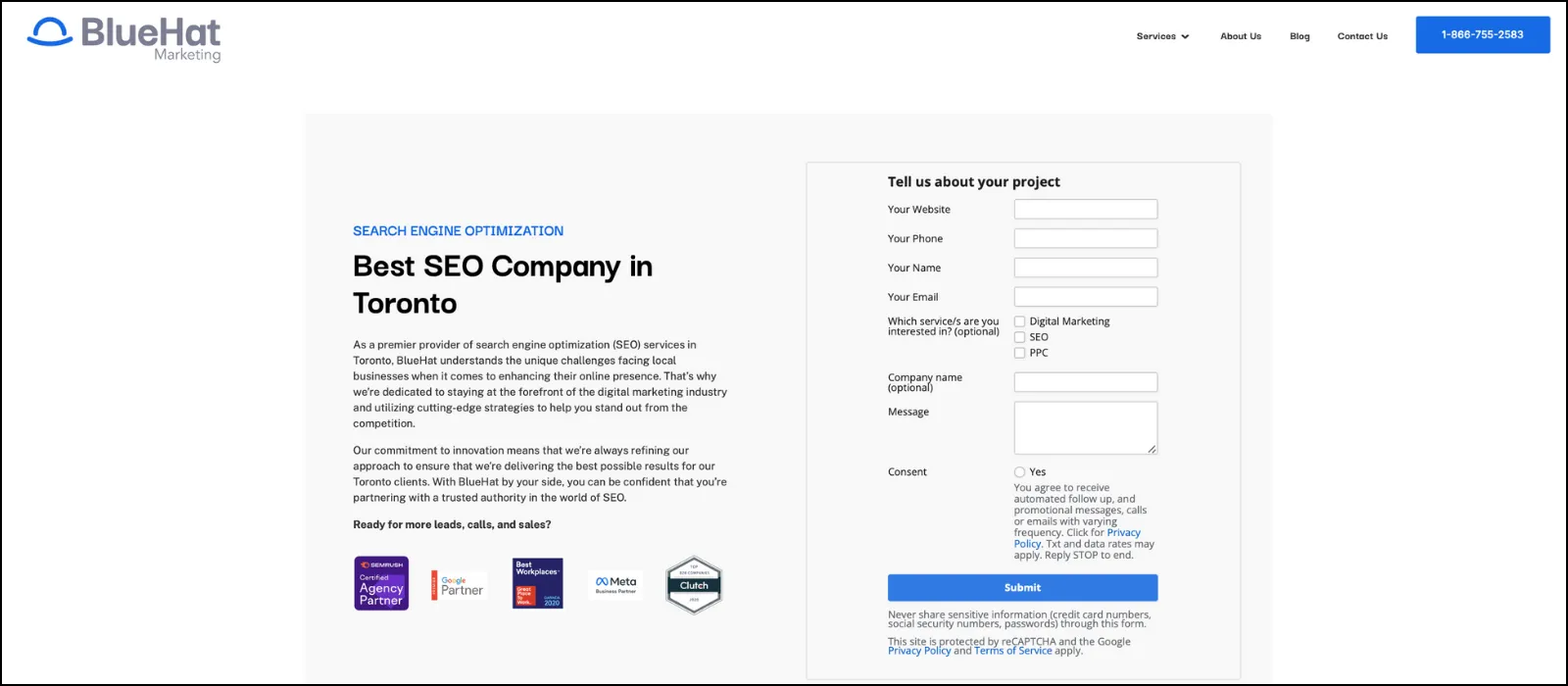 bluehat marketing seo companies toronto